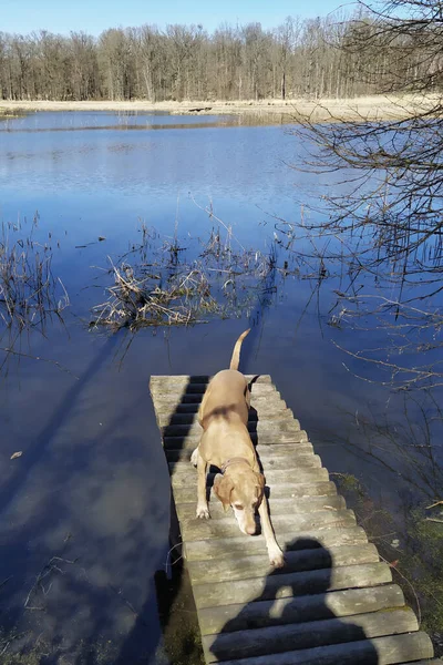 Dog Attacks Shadow Photographer Pond Litovel Czech Republic — 스톡 사진