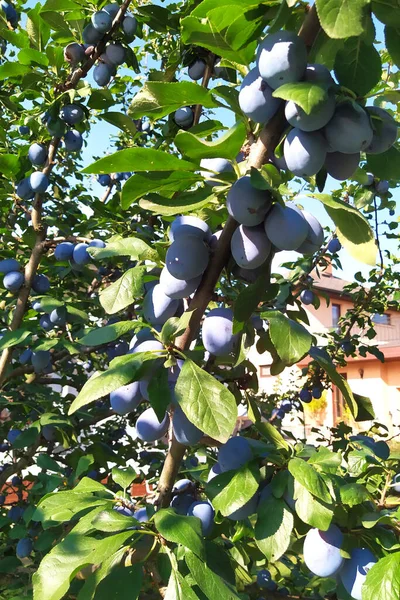 There are a lot of blue plum berries on the branches of the tree. Ripe fruit in the garden