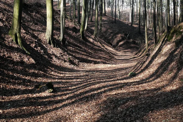 Stripes Light Shadow Fallen Leaves Forest Road Early Spring — Zdjęcie stockowe