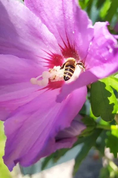 Honeybee Collects Nectar Flowering Hibiscus Carries Pollen Her Legs Body — Stok fotoğraf
