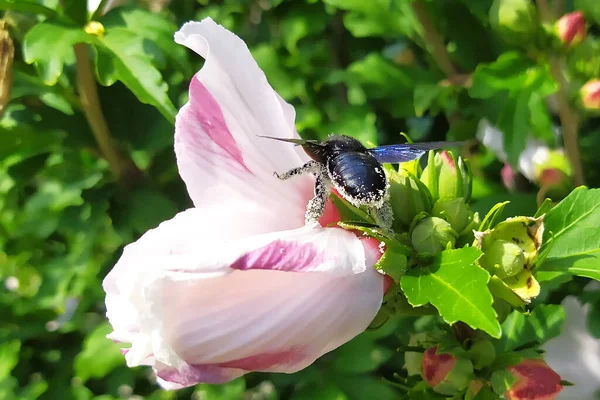 Solitary Carpenter Bee Xylocopa Violacea Called Black Bee Has Arriwed — Foto Stock