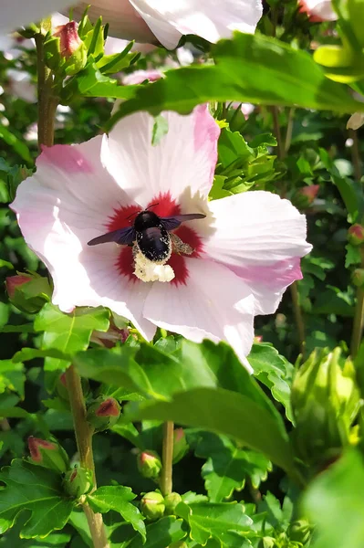 Одинокая Плотоядная Пчела Xylocopa Violacea Называемая Черной Пчелой Прибыла Сад — стоковое фото