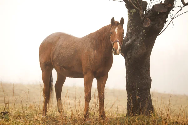Horse in the fog