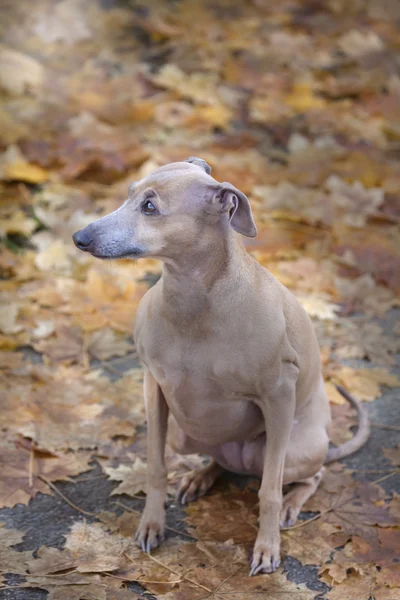 Diva en hojas de otoño —  Fotos de Stock