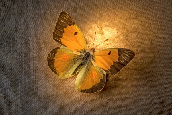 butterffly
