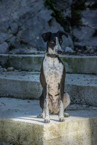 Greyhound Ruby Spokojnie Pozuje Betonowych Schodach — Zdjęcie stockowe