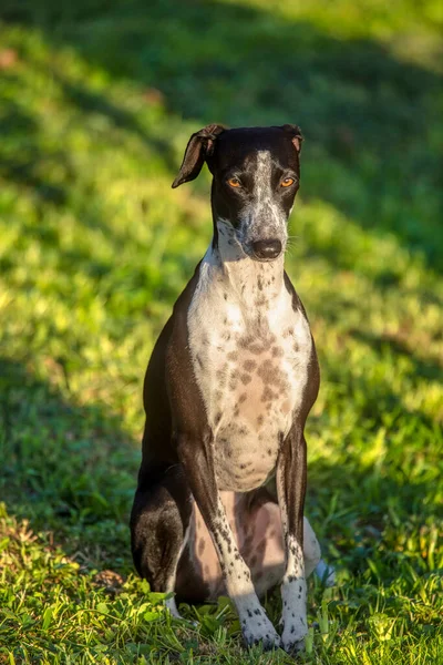 Ruby Fundo Colorido Verde Pequeno Greyhound Posando Shady Meadow — Fotografia de Stock