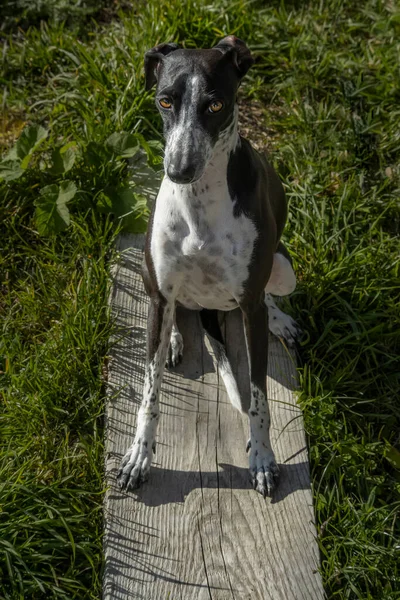 Greyhound Ruby Posando Placa Madeira Cão Posando Como Modelo Humano — Fotografia de Stock