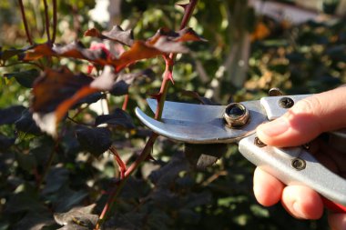 Mezhepçilerle budama dalı. Gül bakımı.