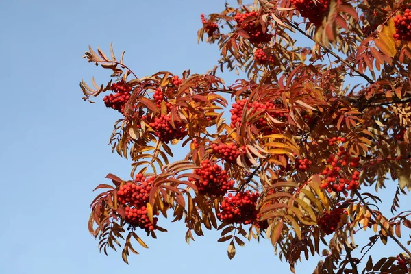 Dağ külleri sonbahar yaprakları. Mavi arka planda kırmızı kızılgerdan üzümleri.