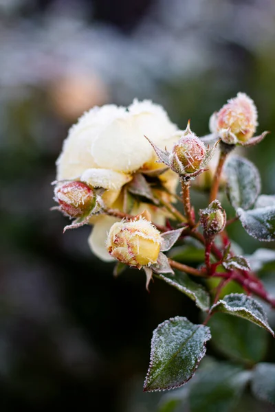 霜のある植物。霜で覆われたバラ — ストック写真
