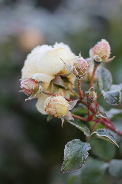 A Fagyott Növény. Fagyott rózsák — Stock Fotó