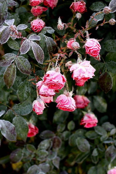 Buz Fabrikası. Karla kaplı güller