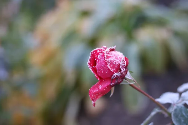 이 식물은 냉기가 있다. 서리로 뒤덮인 장미 — 스톡 사진