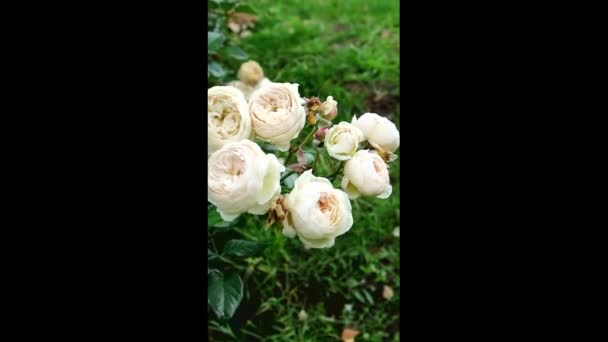 Rosas blancas vintage en el jardín. Artemisa se levantó. Aspecto natural. — Vídeo de stock