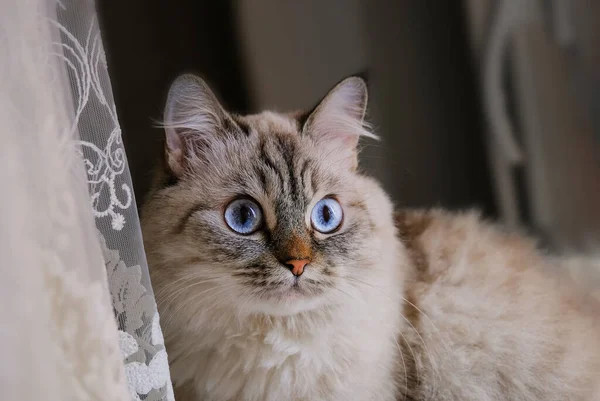 Krásná šedá nadýchaná kočka s modrýma očima. — Stock fotografie