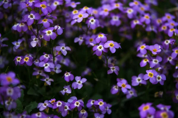 Nær Kontakt Med Fiolett Lilla Aubrieta Blomster Bakgrunn Naturlig Bakgrunn – stockfoto