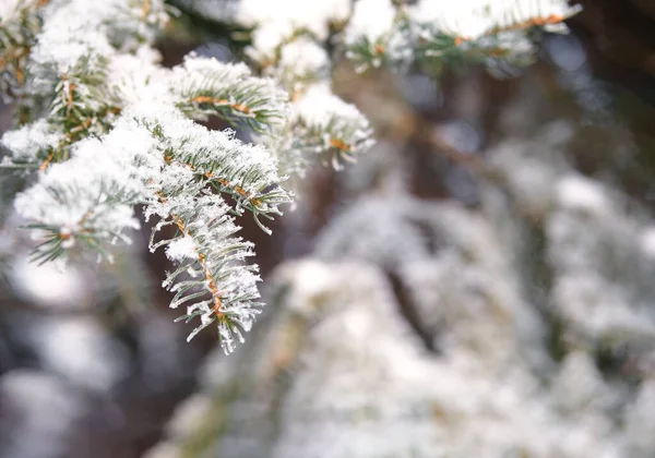 Christmas spruce brunches covered with first snow. — Stock Fotó