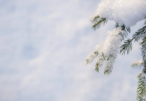 Christmas spruce brunches covered with first snow. — Stock Fotó