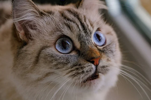 Güzel gri tüylü, mavi gözlü kedi..