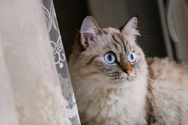Hermoso gato gris esponjoso con ojos azules. — Foto de Stock