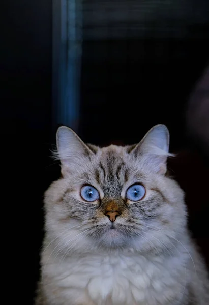 Hermoso gato gris esponjoso con ojos azules. —  Fotos de Stock