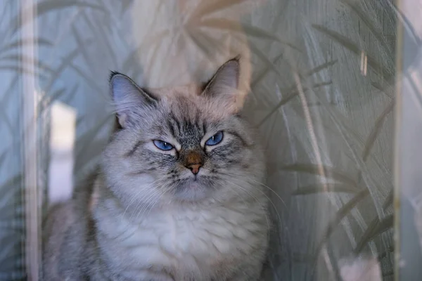 Gato fofo cinza bonito com olhos azuis. — Fotografia de Stock