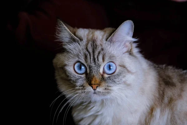 Hermoso gato gris esponjoso con ojos azules. — Foto de Stock