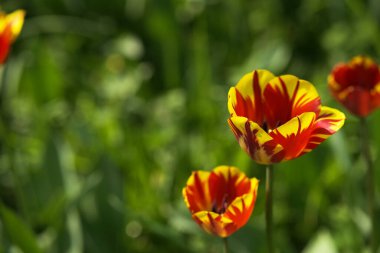 Parlak sarı ve kırmızı lale çiçeği. Bahar arkaplanı.