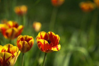 Parlak sarı ve kırmızı lale çiçeği. Bahar arkaplanı.