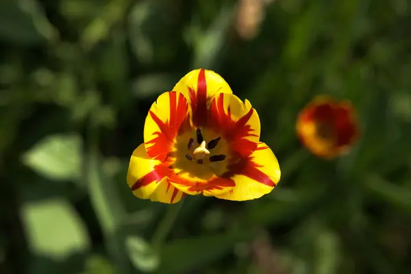 Flor de tulipán amarillo brillante y rojo. Fondo de primavera. — Foto de Stock