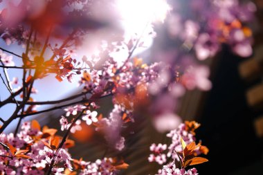 Kiraz ağacı seçici odak pembe bahar çiçeği arka planı.