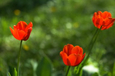 Parlak sarı ve kırmızı lale çiçeği. İlkbahar arkaplanı.