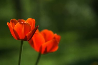 Parlak sarı ve kırmızı lale çiçeği. İlkbahar arkaplanı.