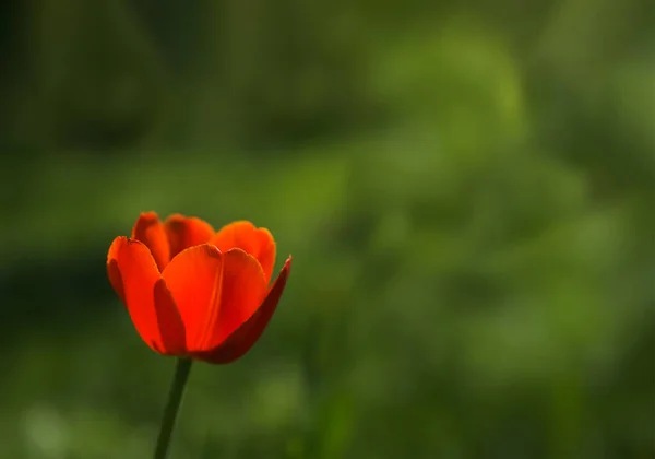 Bright Yellow Red Tulip Flower Springtime Background — стоковое фото