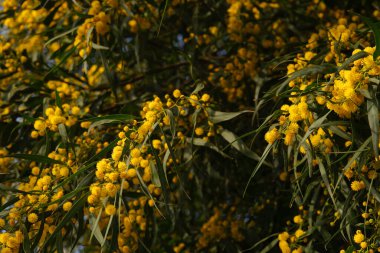 Akasya 'nın güzel sarı bahar çiçekleri saligna veya mimoza, coojong, altın çelenk gerdanlığı.