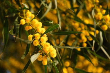 Akasya salyasının güzel sarı baharı.