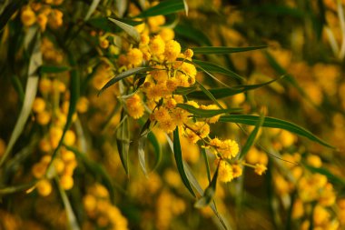 Akasya salyasının güzel sarı baharı.