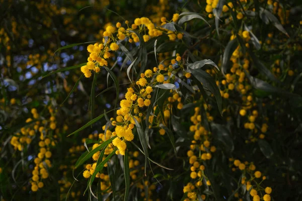 Όμορφο κίτρινο ανοιξιάτικο άνθος της Acacia saligna. — Φωτογραφία Αρχείου