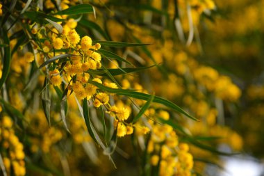 Akasya salyasının güzel sarı baharı.