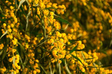 Akasya salyasının güzel sarı baharı.