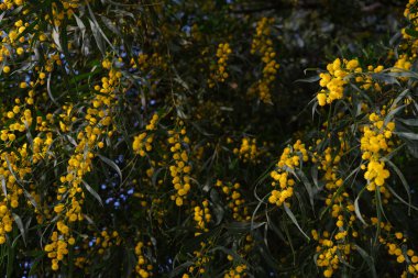 Akasya salyasının güzel sarı baharı.