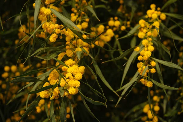 Akasya salyasının güzel sarı baharı.