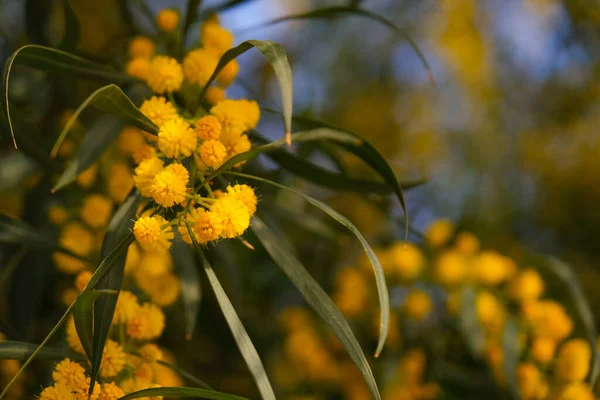 Beautiful yellow spring blossom of Acacia saligna. — Foto Stock