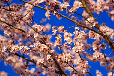 Bahar çiçekleri doğal arka plan. Pembe çiçekli dal.