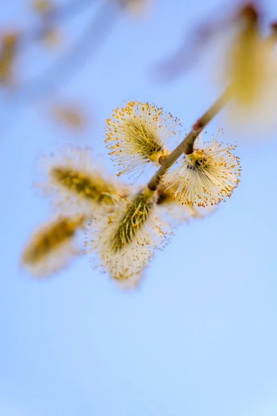 Salix Cinerea Pussy Willow Common Sallow Tree Blue Sky Background — 스톡 사진