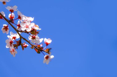 Kiraz ağacı seçici odak pembe bahar çiçeği arka planı.