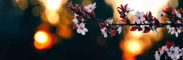 Foco selectivo rosa flor de primavera al atardecer. — Foto de Stock