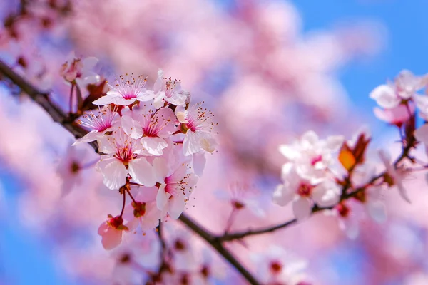 Вишневе дерево вибірковий фокус рожевий весняний квітковий фон . Стокова Картинка