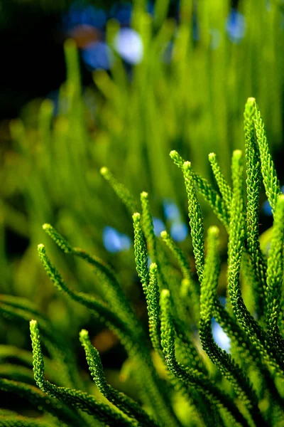 Araucaria Heterophylla Isla Norfolk Conífera Verde Pino Texturizado Fondo Natural —  Fotos de Stock